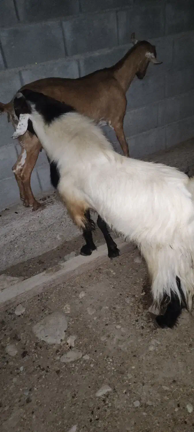 نری رودان|حیوانات مزرعه|رودان, |دیوار