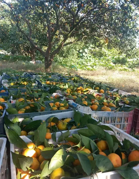 نارنگی (چین مازندران)|تور و چارتر|زهک, |دیوار