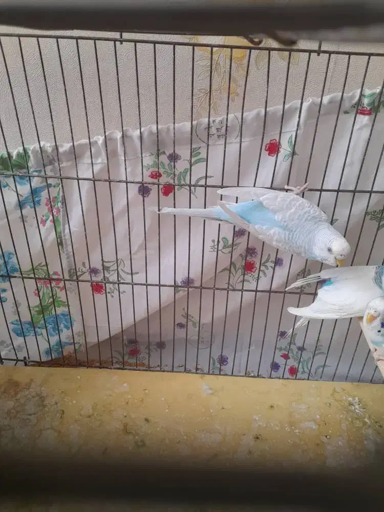 ۴ عدد مرغ عشق سالم مادر به همراه سه جوجه|پرنده|ری, هاشمآباد|دیوار