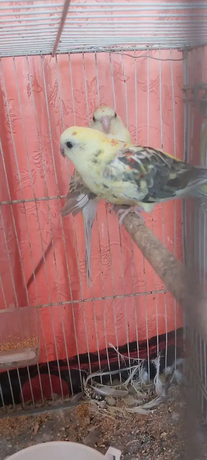 طوطی آوازه خوان|پرنده|اسفراین, |دیوار