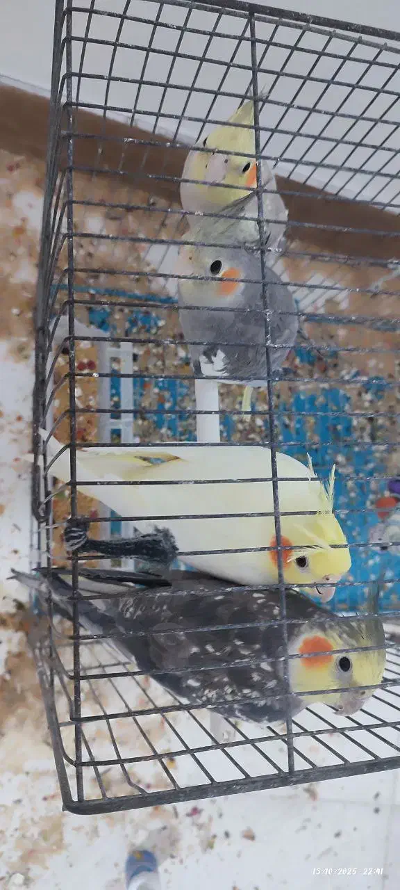 عروس هلندی|پرنده|ماسال, |دیوار