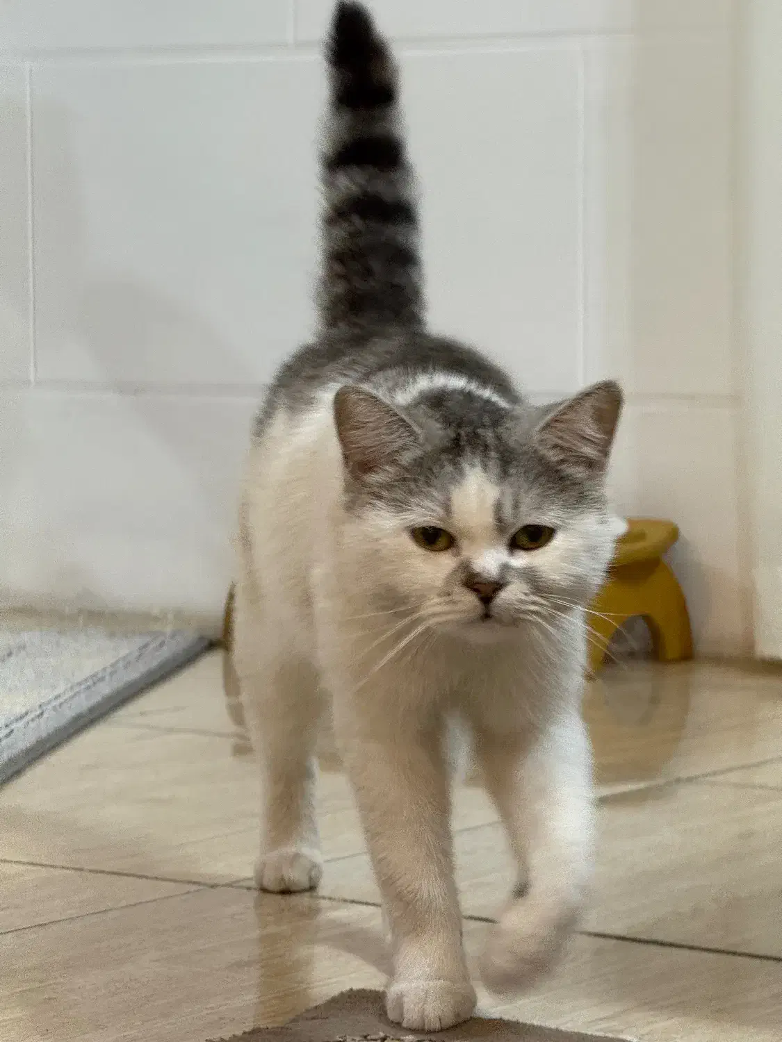 گربه گمشده|حیوانات|آزادشهر, |دیوار