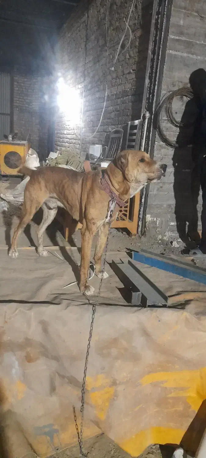 واگذاری سگ|سگ|مشهد, امیریه|دیوار