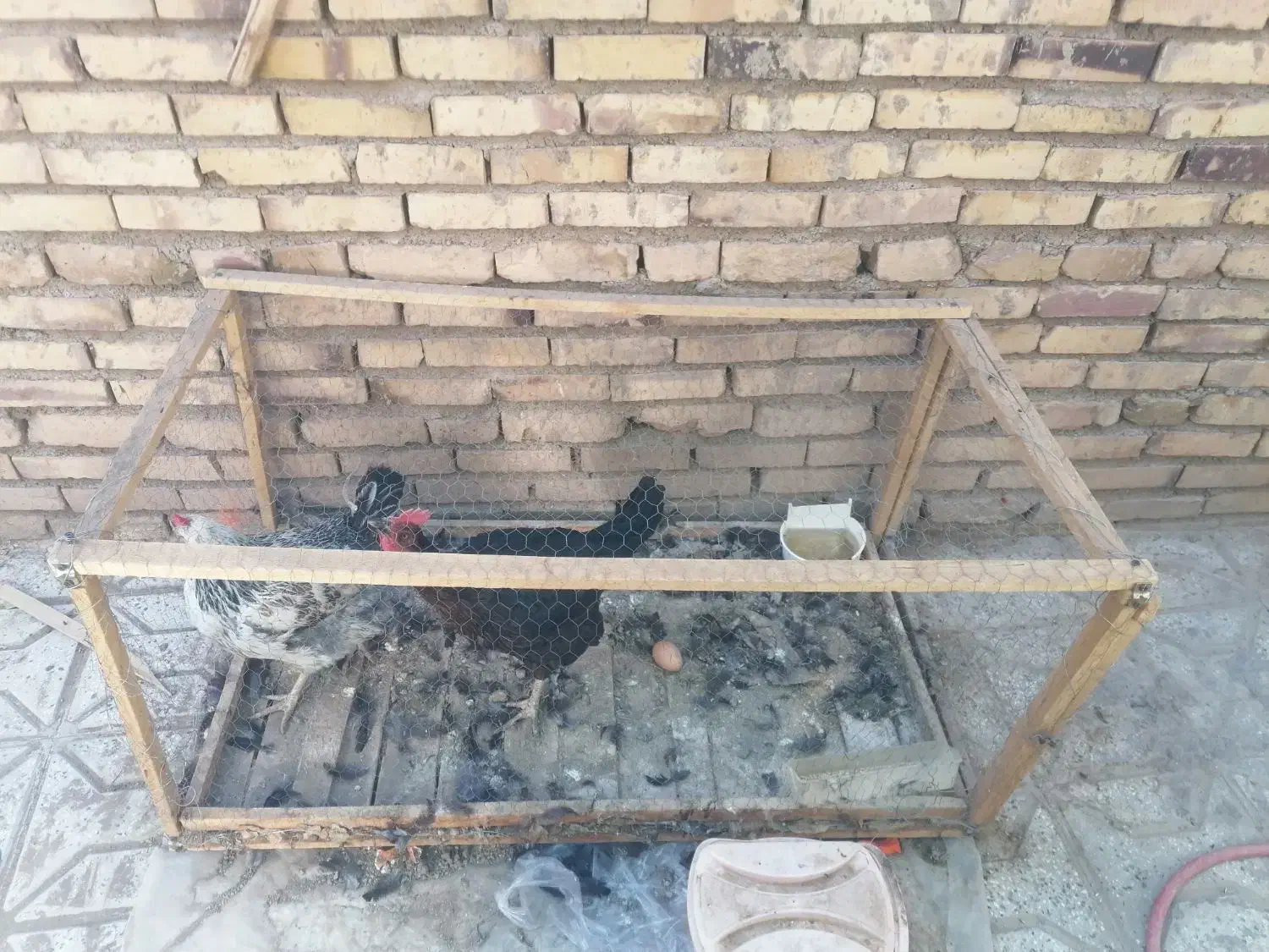 قفس مرغ و کفتر|لوازم جانبی حیوانات|تربت‌حیدریه, قاسم آباد|دیوار