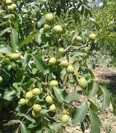 تولید و عرضه نهال گردو چندلر|خدمات باغبانی و درختکاری|بروجن, |دیوار