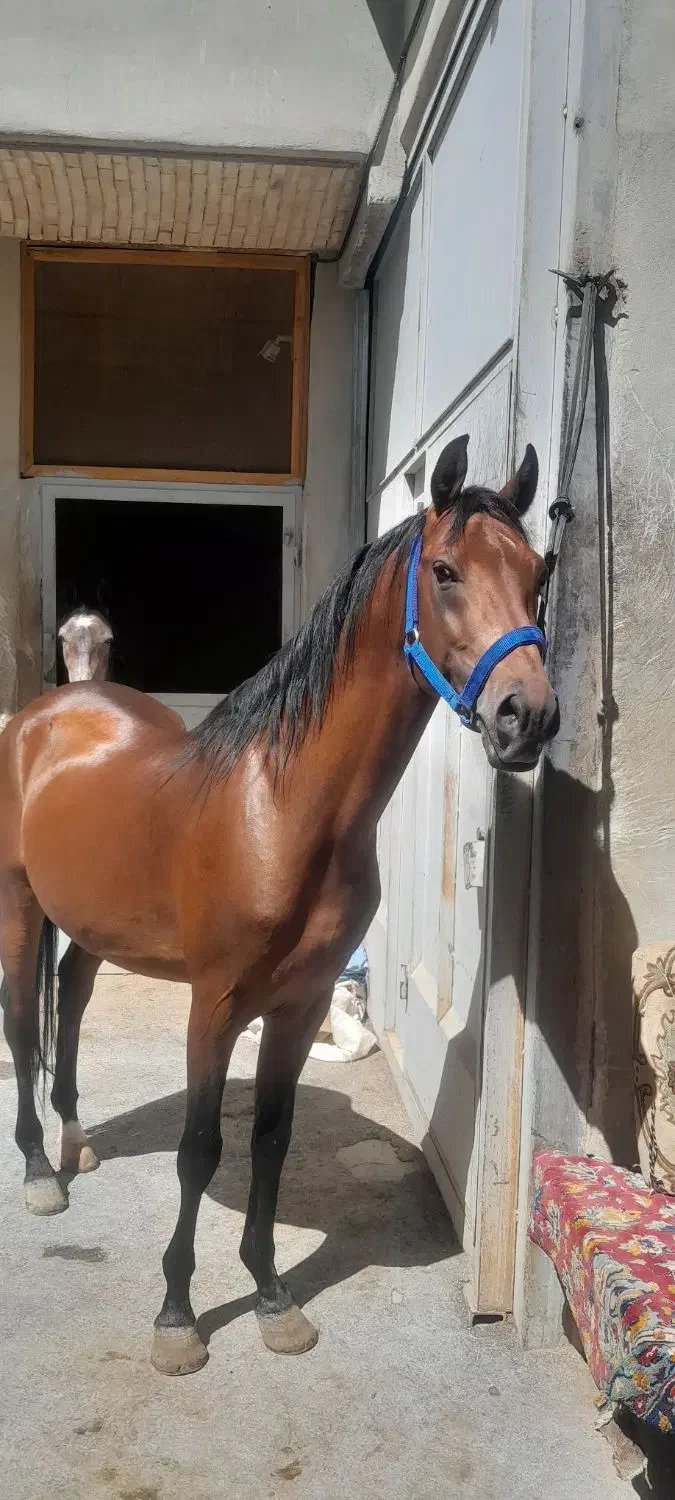 نریان|اسب و تجهیزات اسب‌سواری|فلاورجان, |دیوار