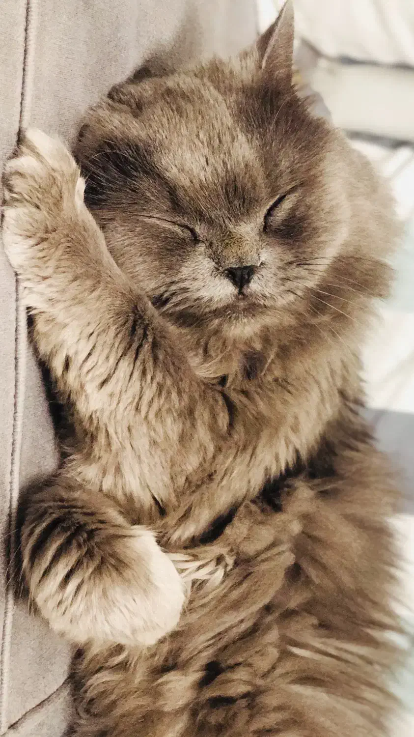 واگذاری گربه|گربه|بندرعباس, |دیوار