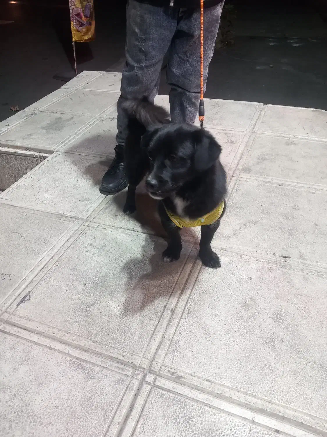 سگ خانگی|سگ|کرج, کوی امامیه|دیوار