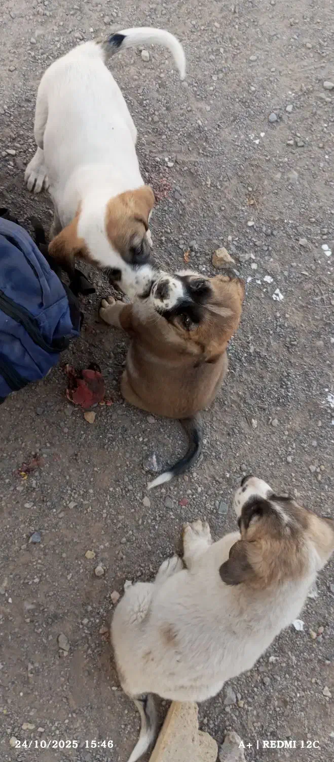 تعدادی حیوان خوشگل دنبال صاحب میگردن|فعالیت داوطلبانه|سبزوار, ایزی شهر|دیوار