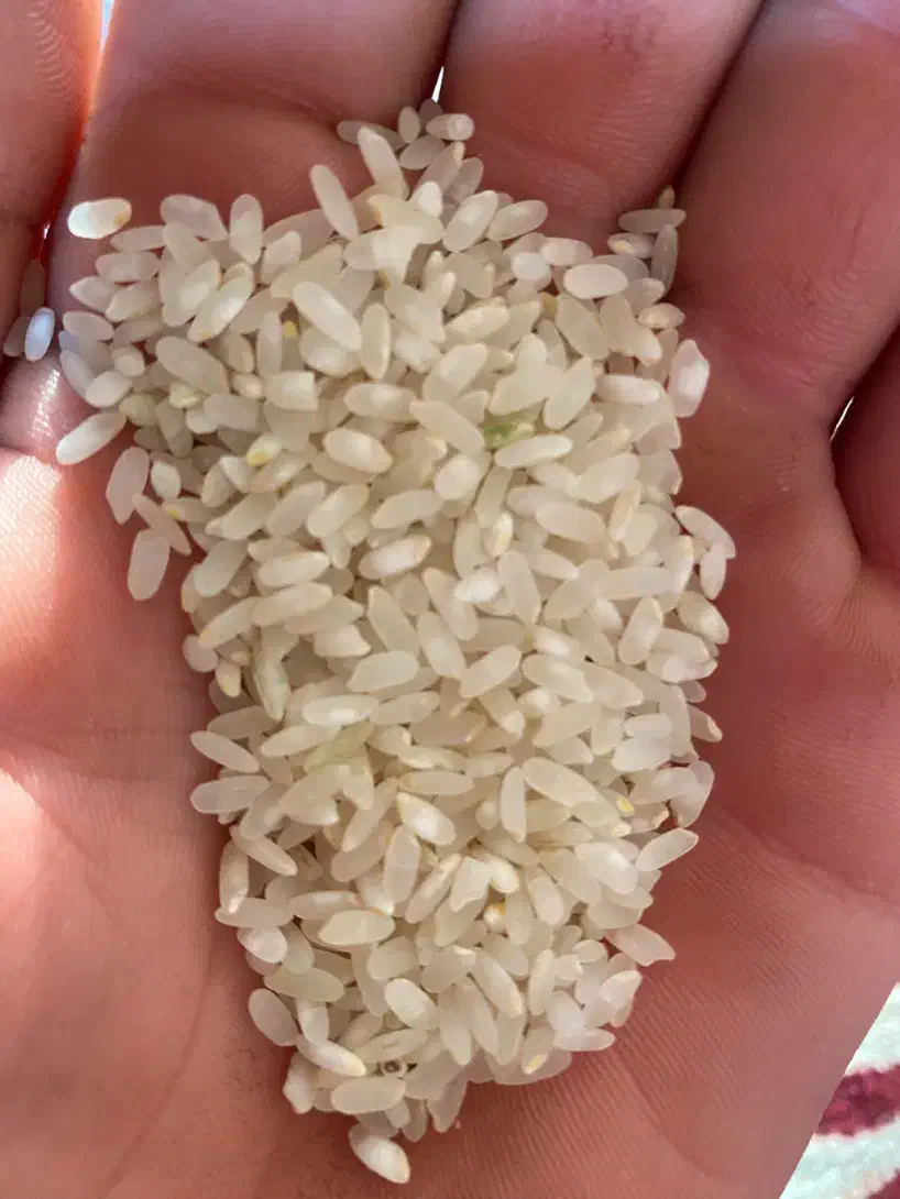 برنج کامفیروزی اصل|خوردنی و آشامیدنی|شیراز, عادل آباد|دیوار