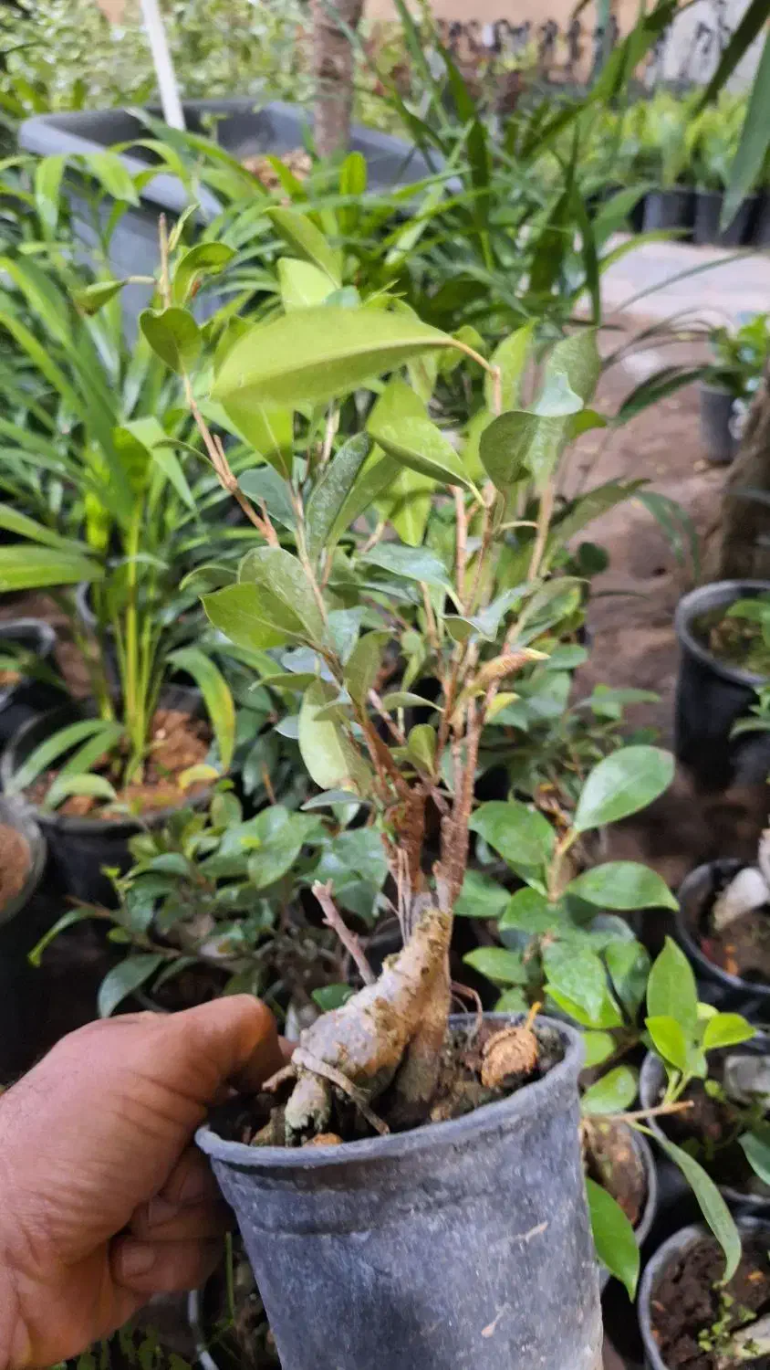 حراج فوق العاده بنسای به مناسبت روز مادر فقط ۱۱۰ ت|گل و گیاه طبیعی|یزد, |دیوار