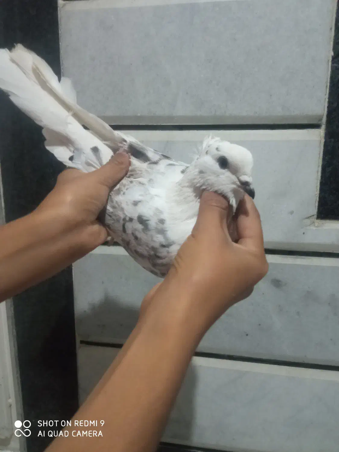 کبوتر بند بند فوق پرش|پرنده|کلاله, |دیوار