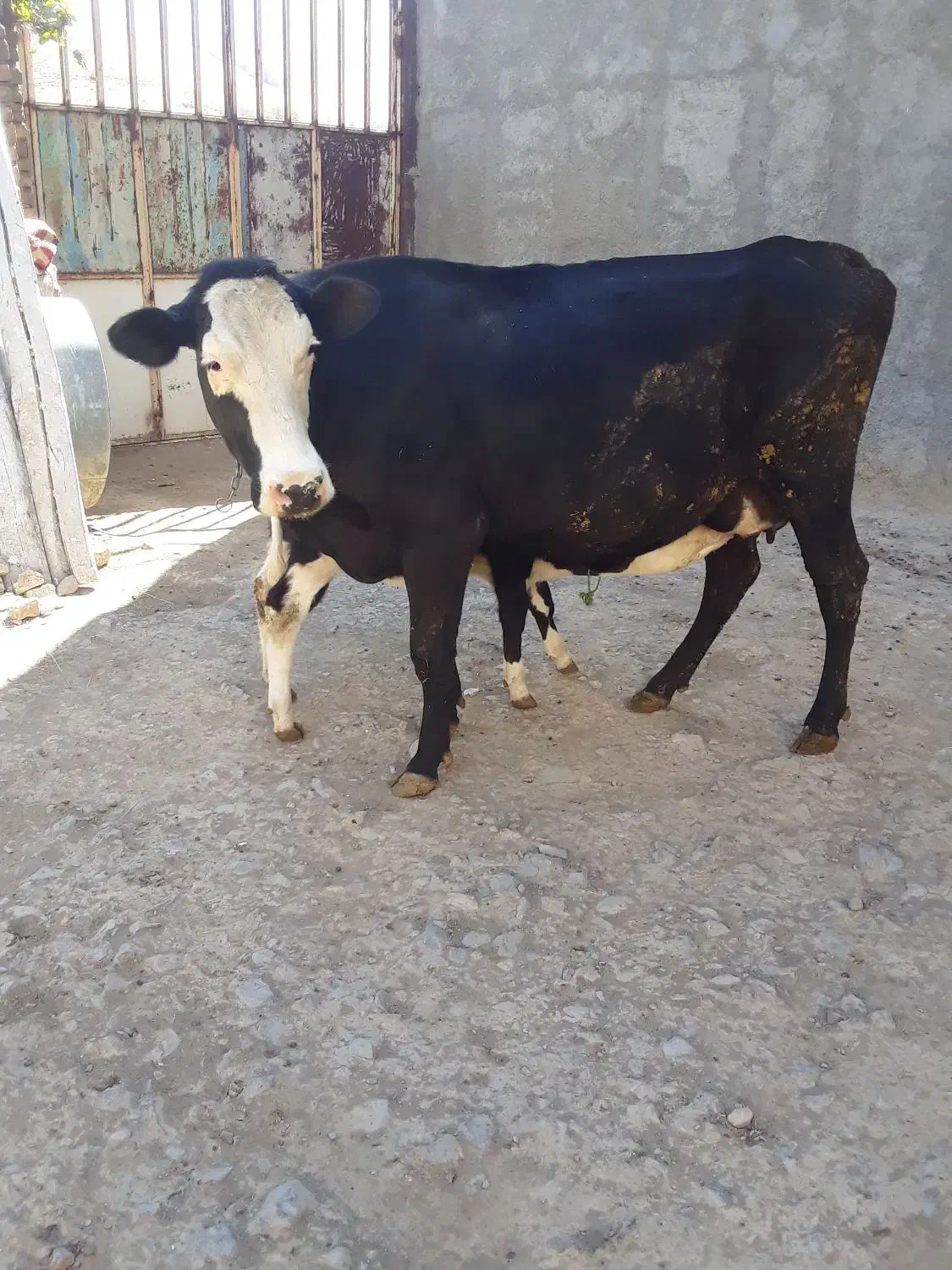 گاو شیری|حیوانات مزرعه|قره چای, |دیوار