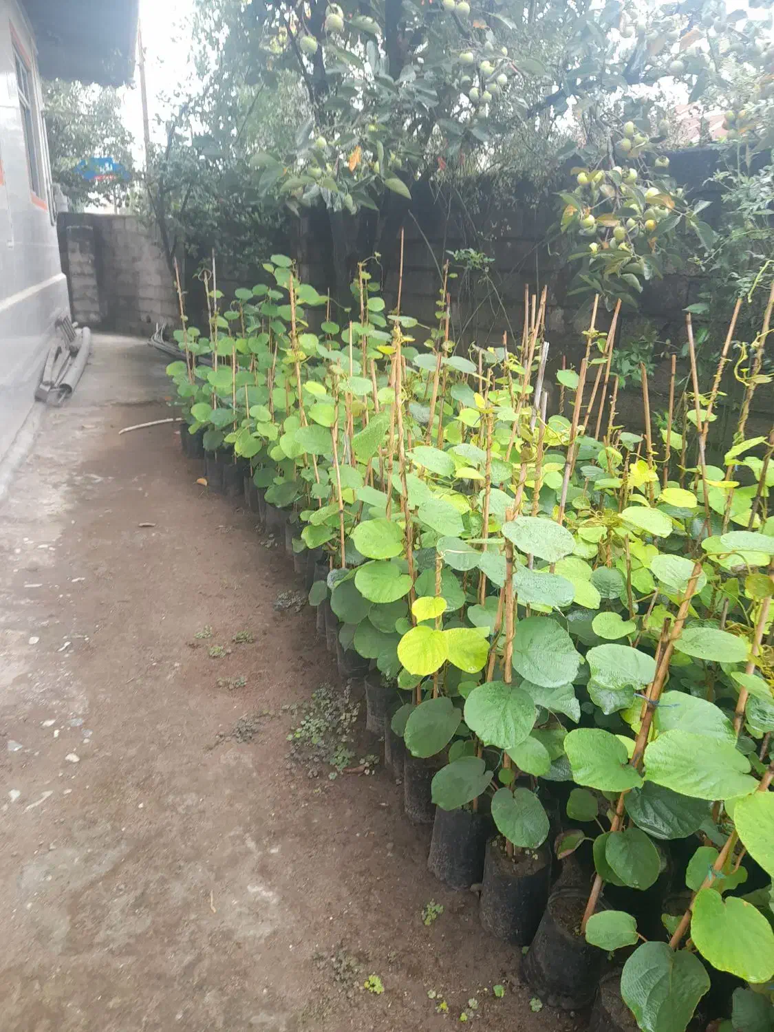 فروش نهال کیوی|خدمات باغبانی و درختکاری|کلاچای, |دیوار