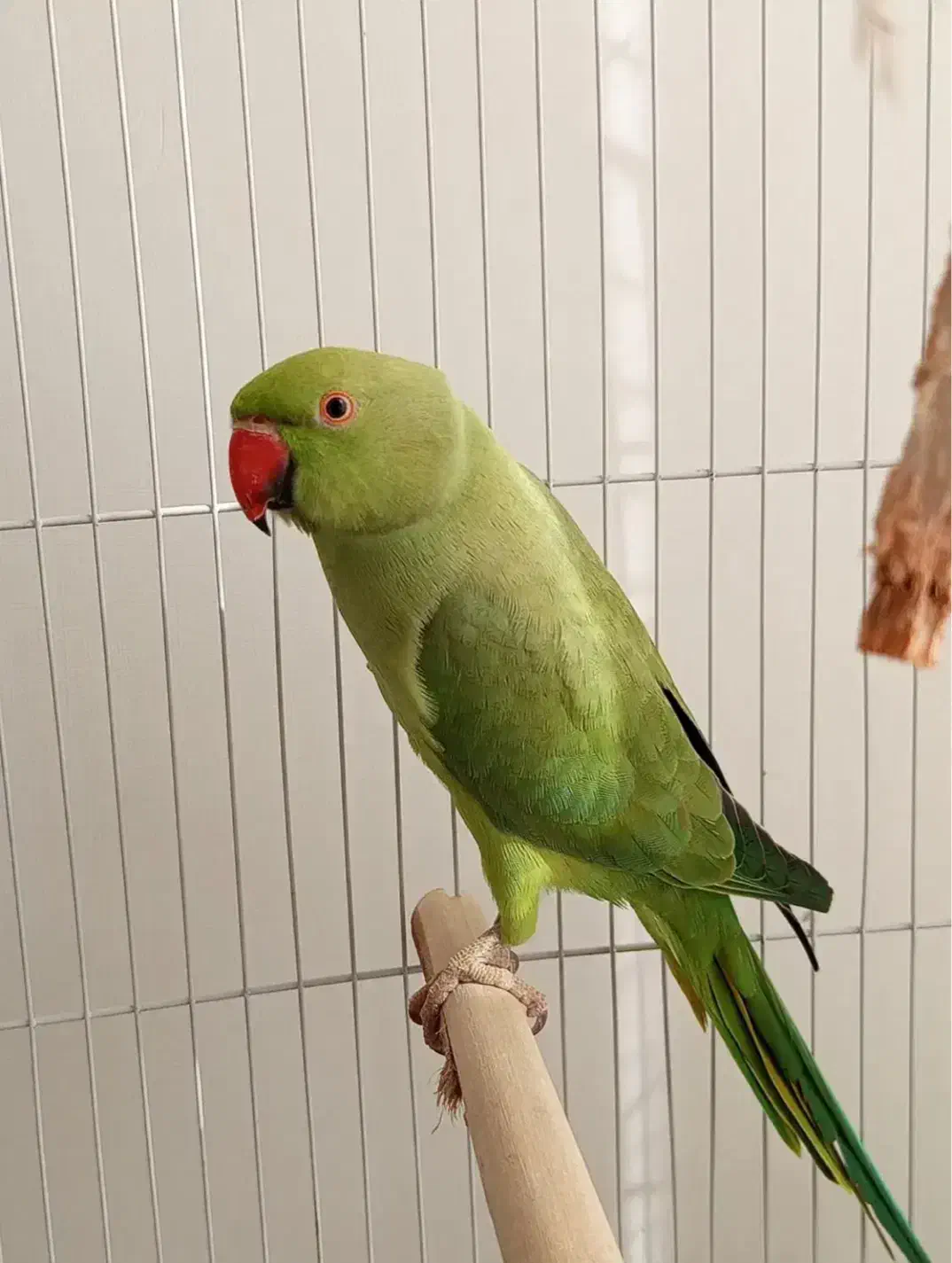 طوطی ملنگو ماده|پرنده|لاهیجان, کوی آزادگان|دیوار