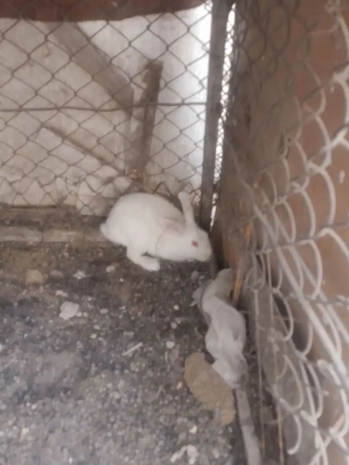 بچه خرگوش وبزرگ|موش و خرگوش|بم, |دیوار