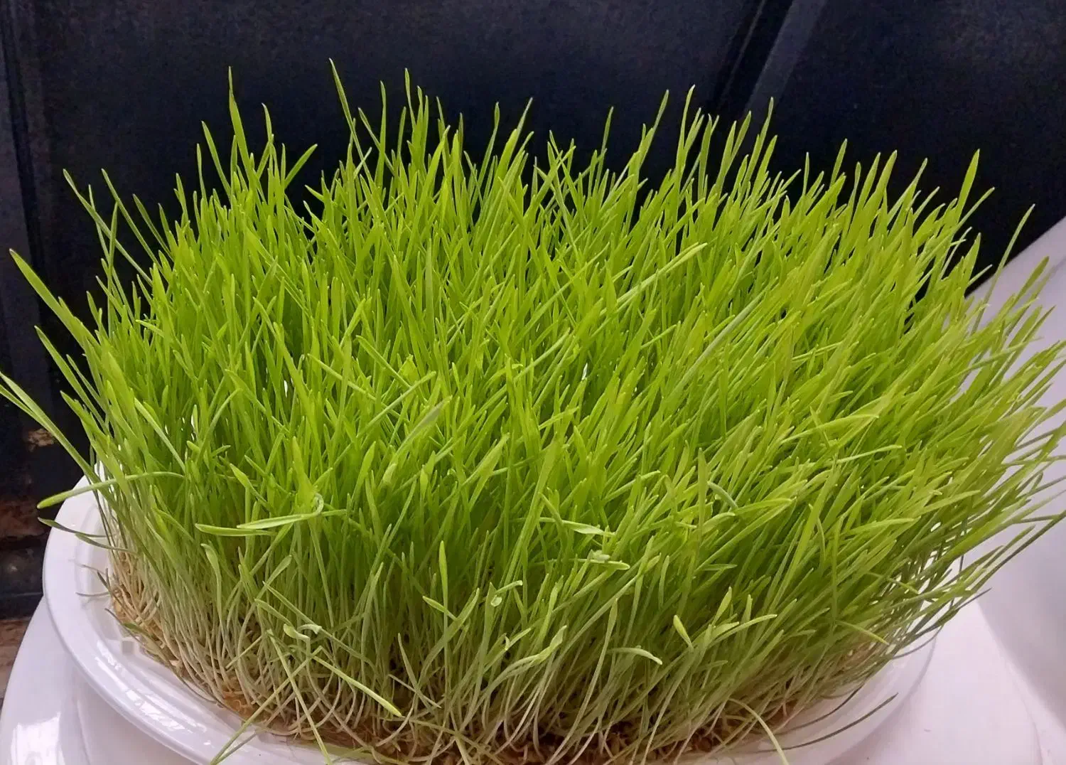 سبزه گندم|گل و گیاه طبیعی|رشت, حمیدیان|دیوار