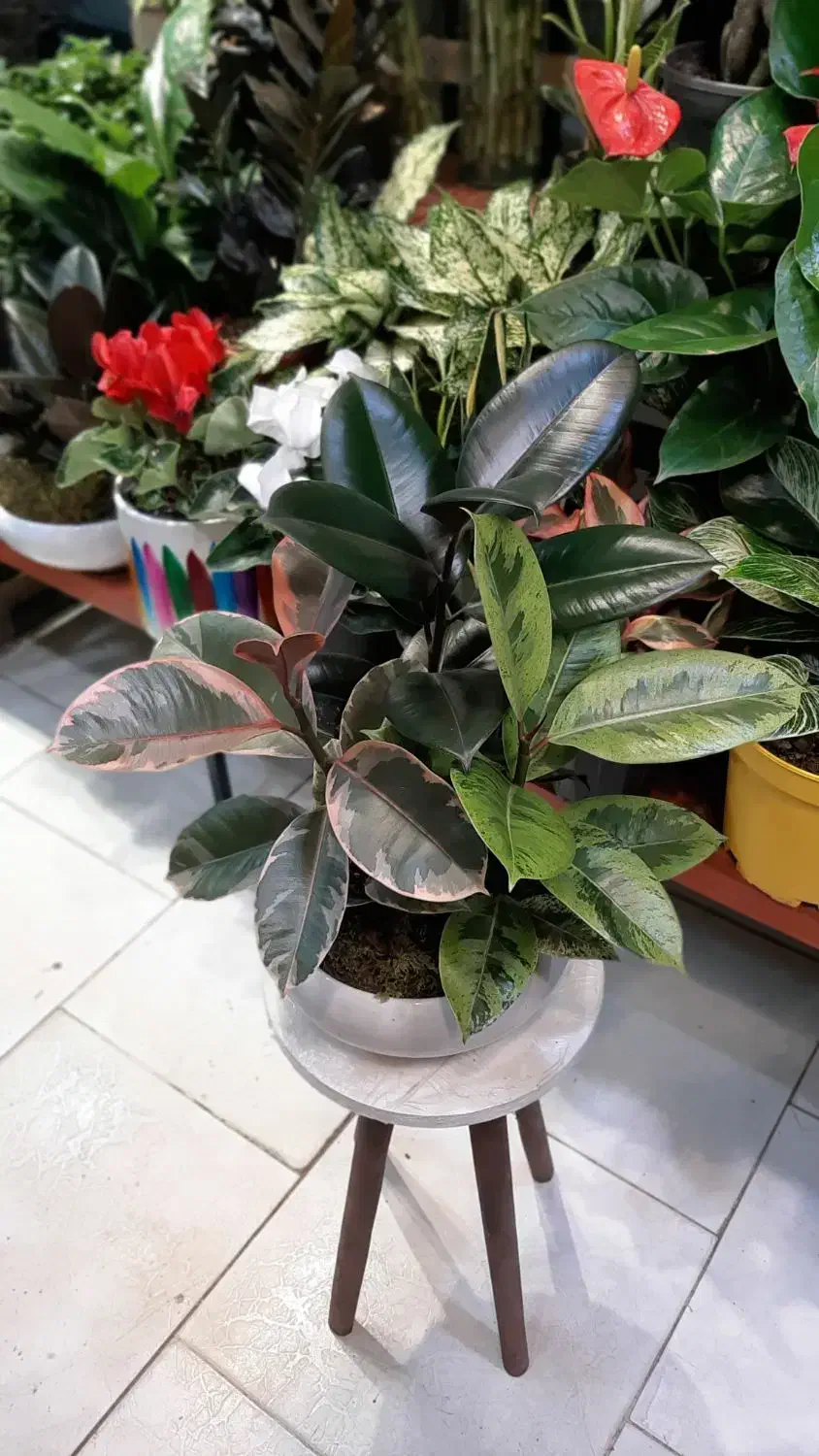 بنسای جنسینگ/بنسای فیکوس/گل آپارتمانی گیاه|گل و گیاه طبیعی|فردیس, فردیس|دیوار