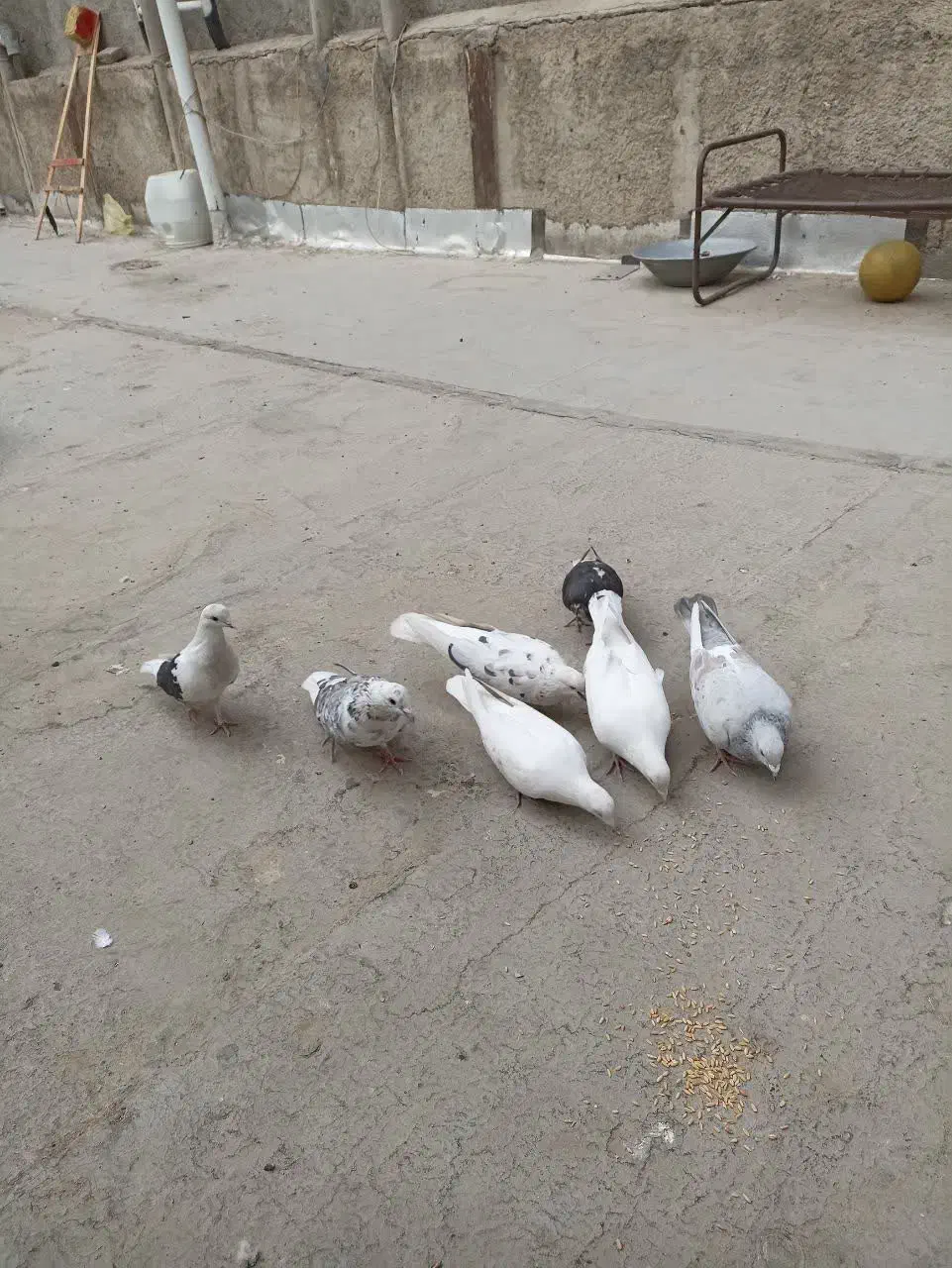 7عدد کبوتر نژاد دار|پرنده|شهریار, شهرک مصطفی خمینی|دیوار