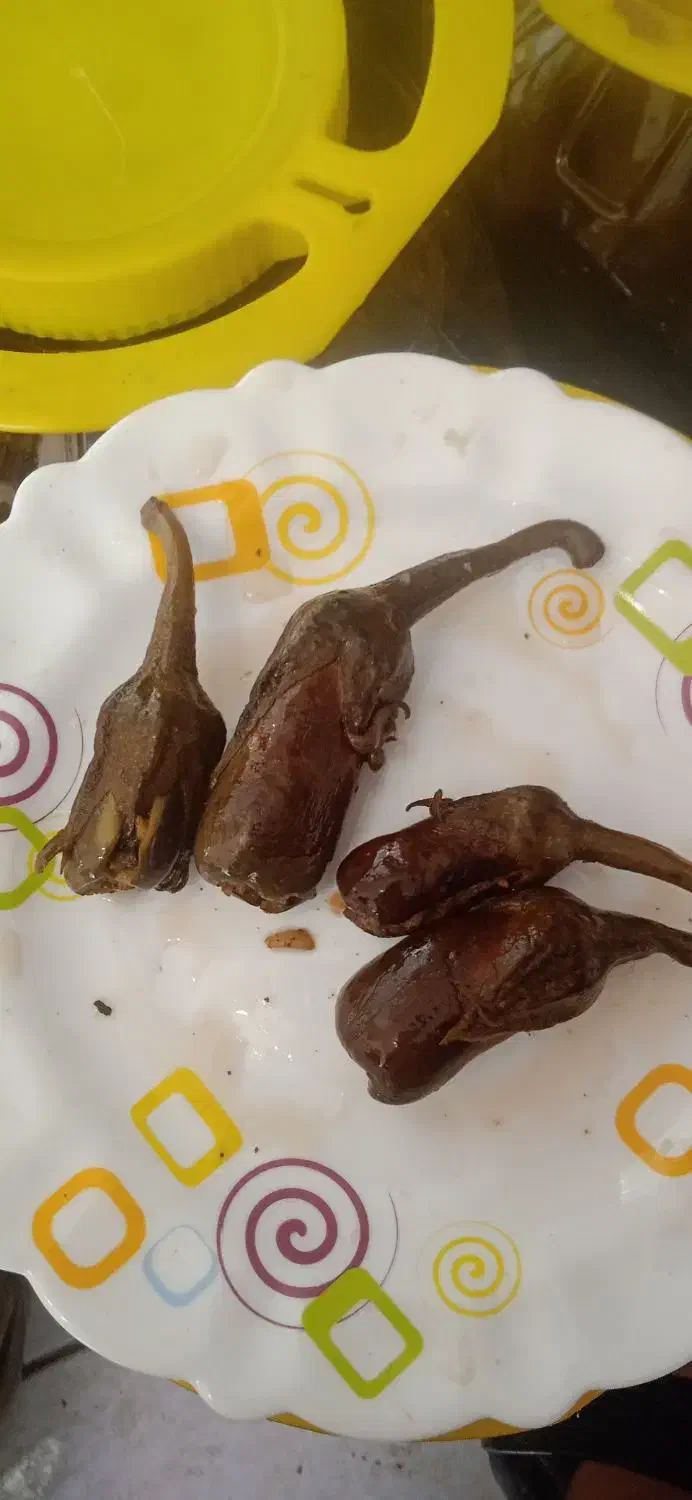 بادجان شکم پر|خوردنی و آشامیدنی|نجف‌آباد, یزدانشهر|دیوار