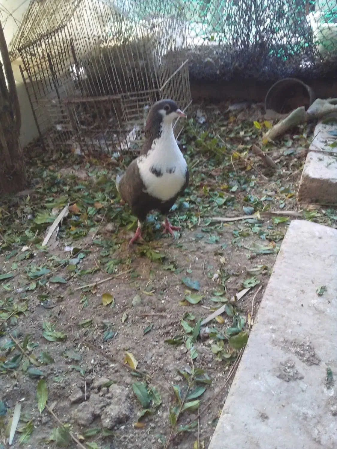 جفت کرواتی|پرنده|خرمشهر, |دیوار