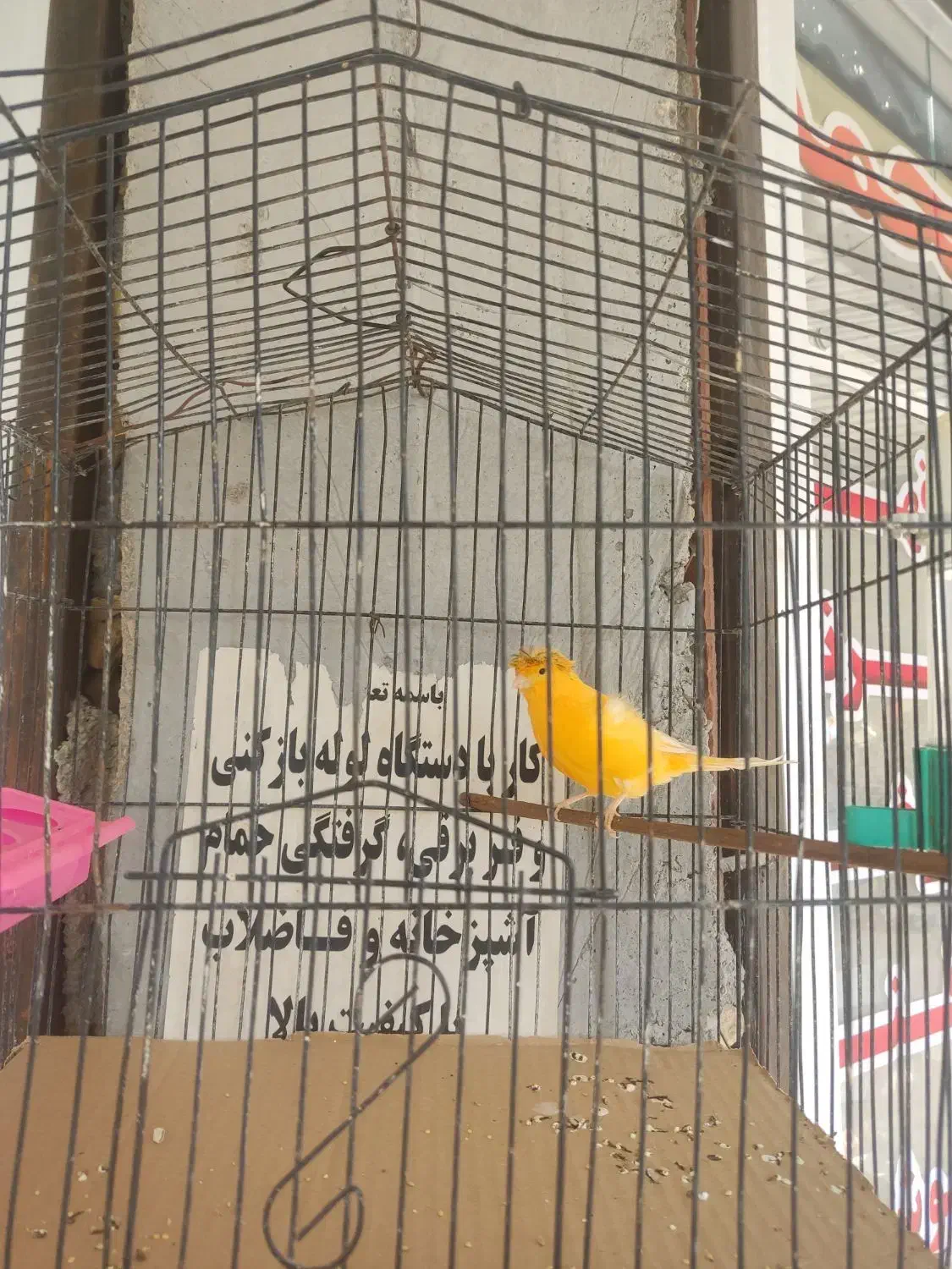 فروش قناری نر مست|پرنده|داراب, |دیوار