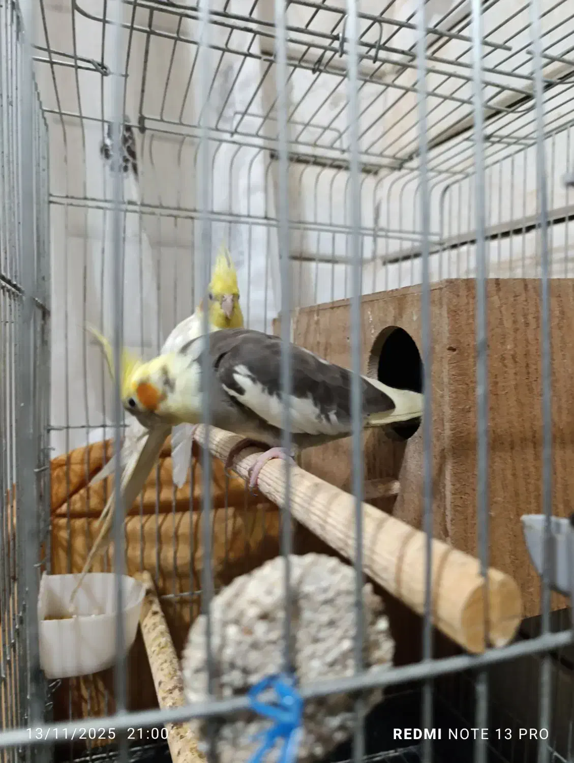 عروس هلندی مولد|پرنده|پیشوا, |دیوار