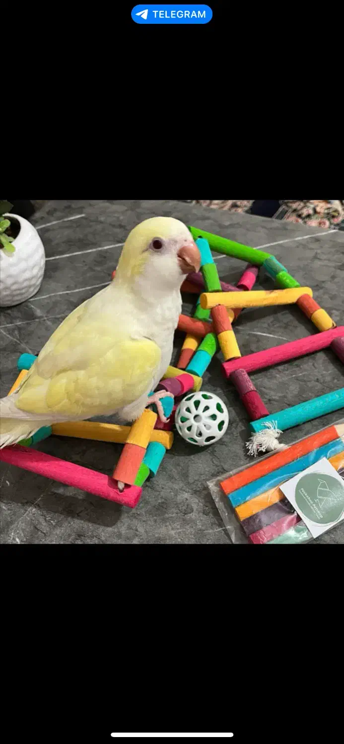 طوطی راهب گمشده مژدگانی|حیوانات|تربتحیدریه, مظفریه|دیوار