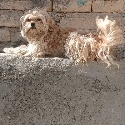 یه عدد پاپی ماده|سگ|پیر بکران, |دیوار