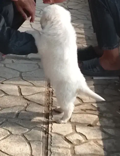 یک جفت توله سگ نر|سگ|کرمانشاه, |دیوار