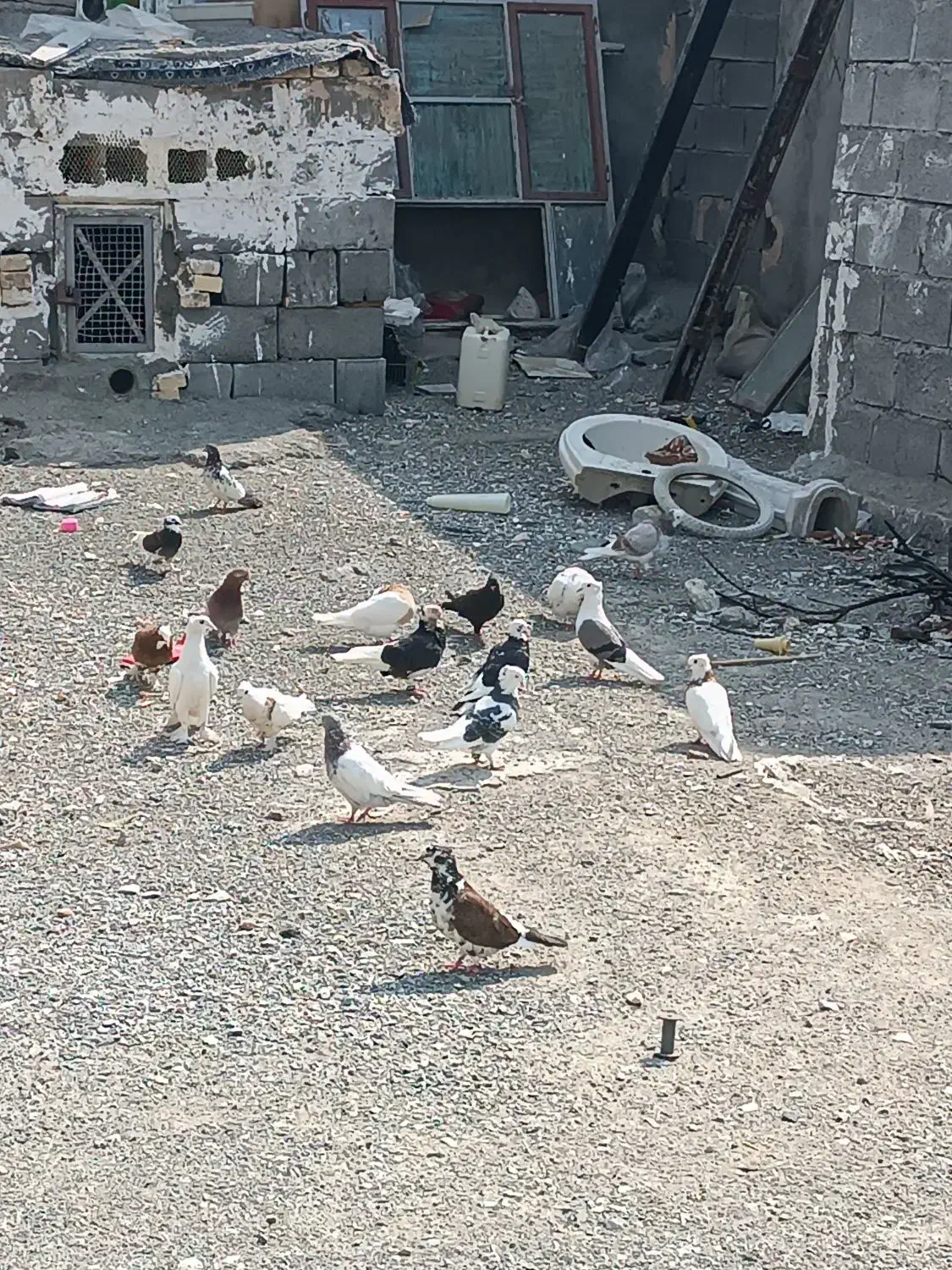 کفتر رودان|پرنده|میناب, |دیوار