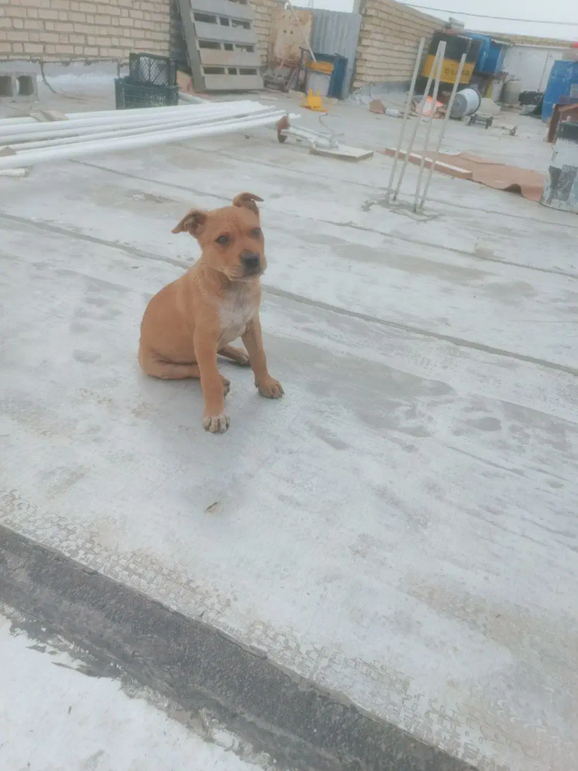 سگ پیتبول|سگ|امیدیه, |دیوار