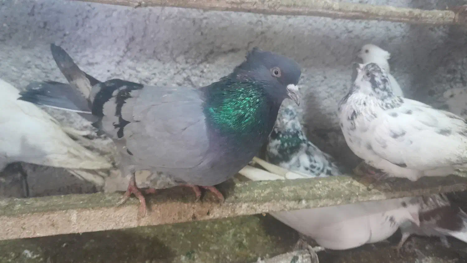 کفترپرشی|پرنده|خرمدره, |دیوار