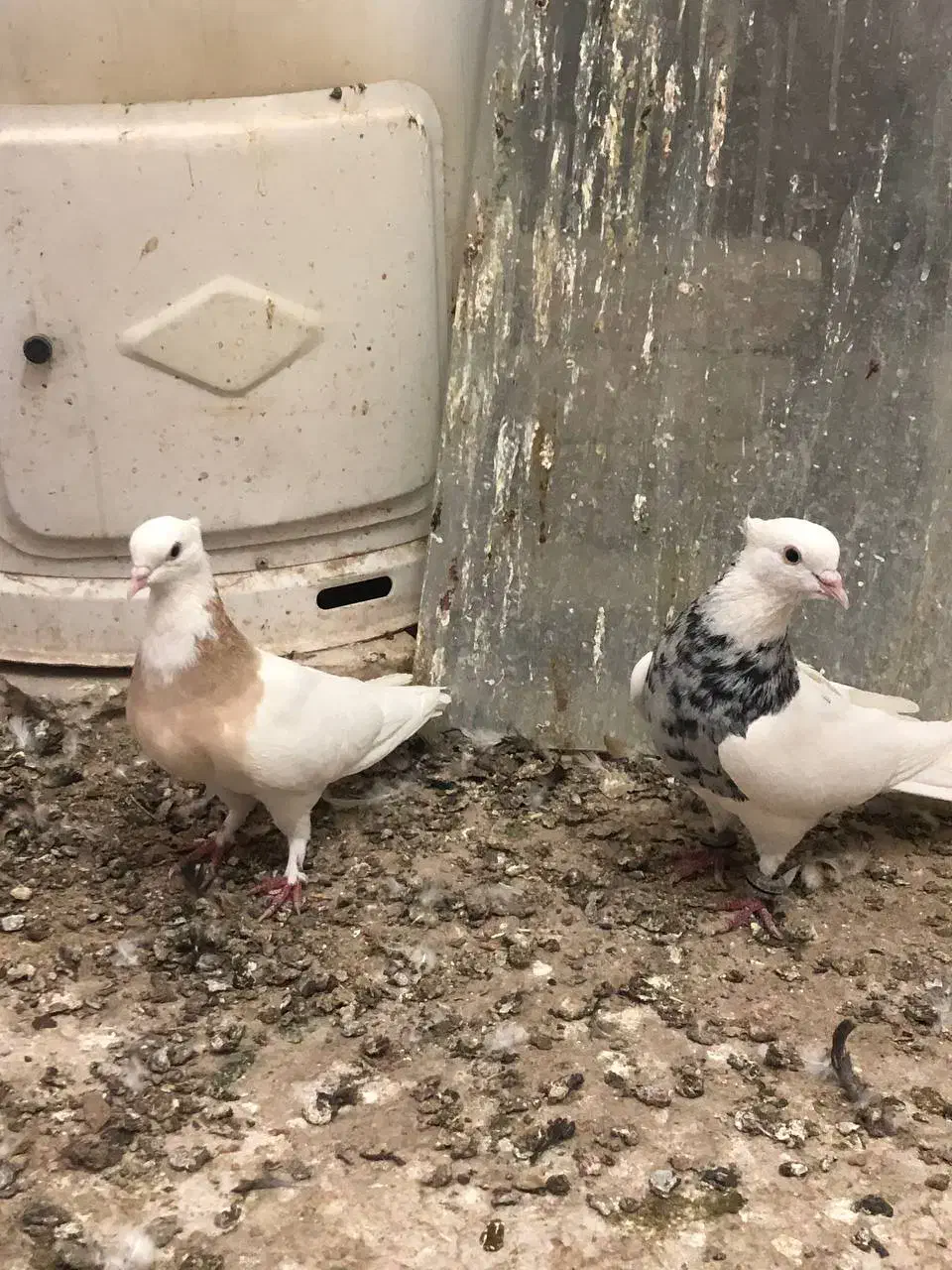 جفت طوقی کاشمر|پرنده|کاشمر, |دیوار