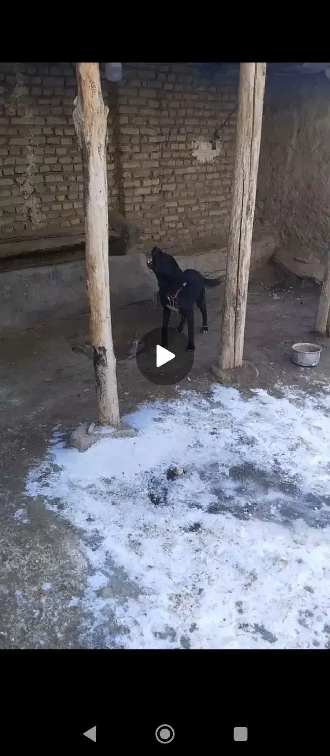 واگذاری|سگ|زنجان, |دیوار