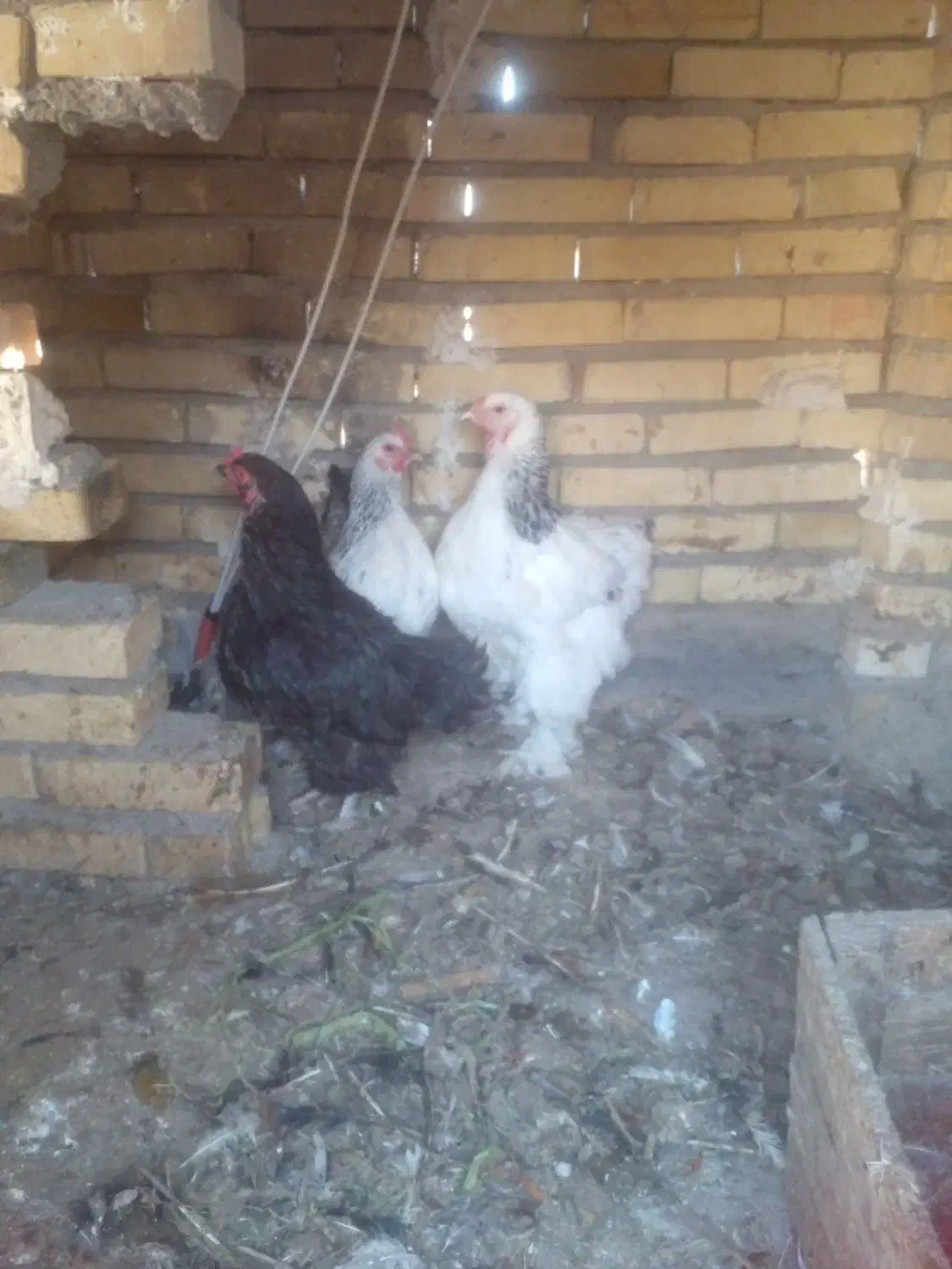 مرغ محلی و مرغ برهما.گلین وکوشین|حیوانات مزرعه|طرقبه, |دیوار