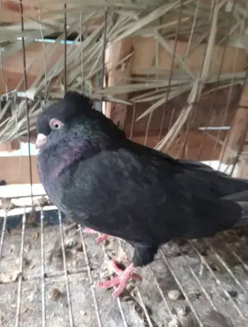 کبوتر سیاه ابادانی|پرنده|امیدیه, |دیوار