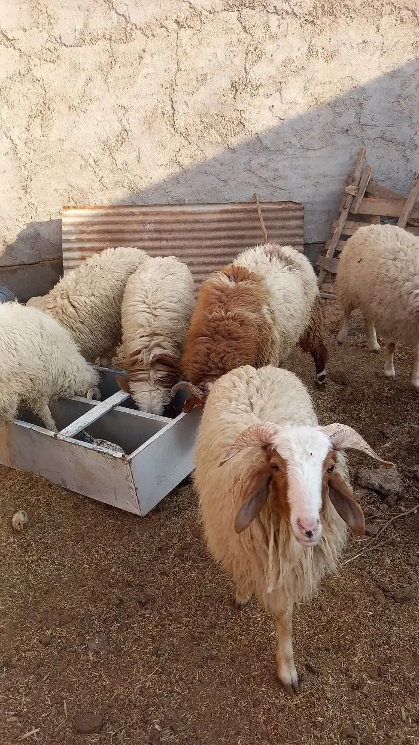 گوسفند|حیوانات مزرعه|دشت آزادگان, |دیوار