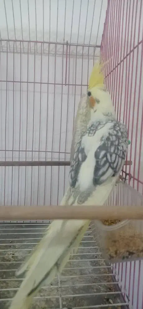 طوطی عروس هلندی رام نژاد لوتینو و لوتینو دو کت|پرنده|کلاردشت, |دیوار