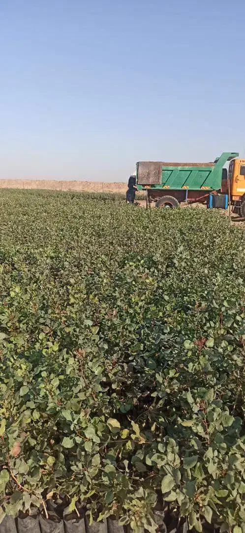 نهال پسته یکساله فروش عمده و جزئی|خدمات باغبانی و درختکاری|مهریز, |دیوار