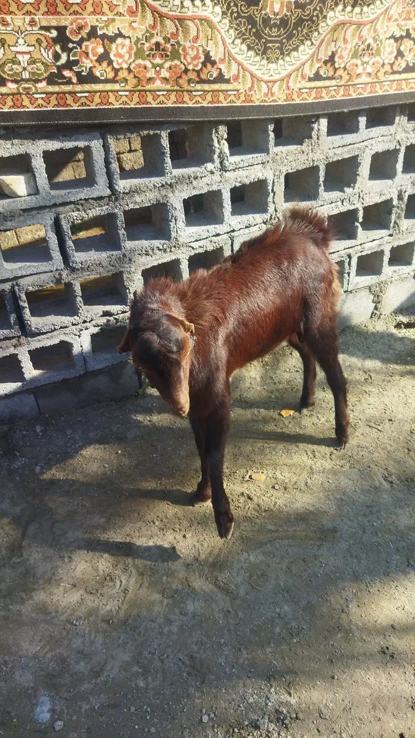 نری|حیوانات مزرعه|میناب, |دیوار