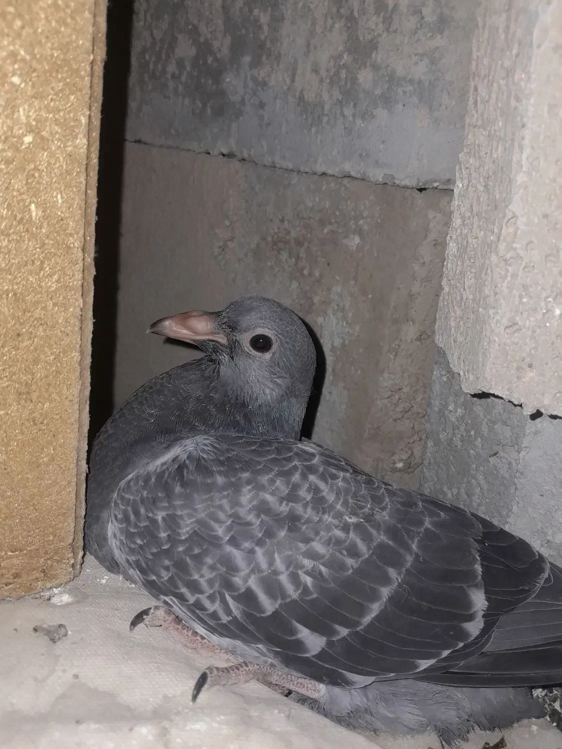 هشت جفت کبوتر پلاکی تخم گذارسالم|پرنده|ایذه, |دیوار