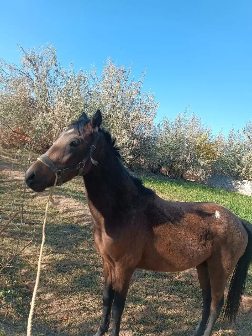 کره دوساله ترکمن|اسب و تجهیزات اسبسواری|شاهرود, |دیوار