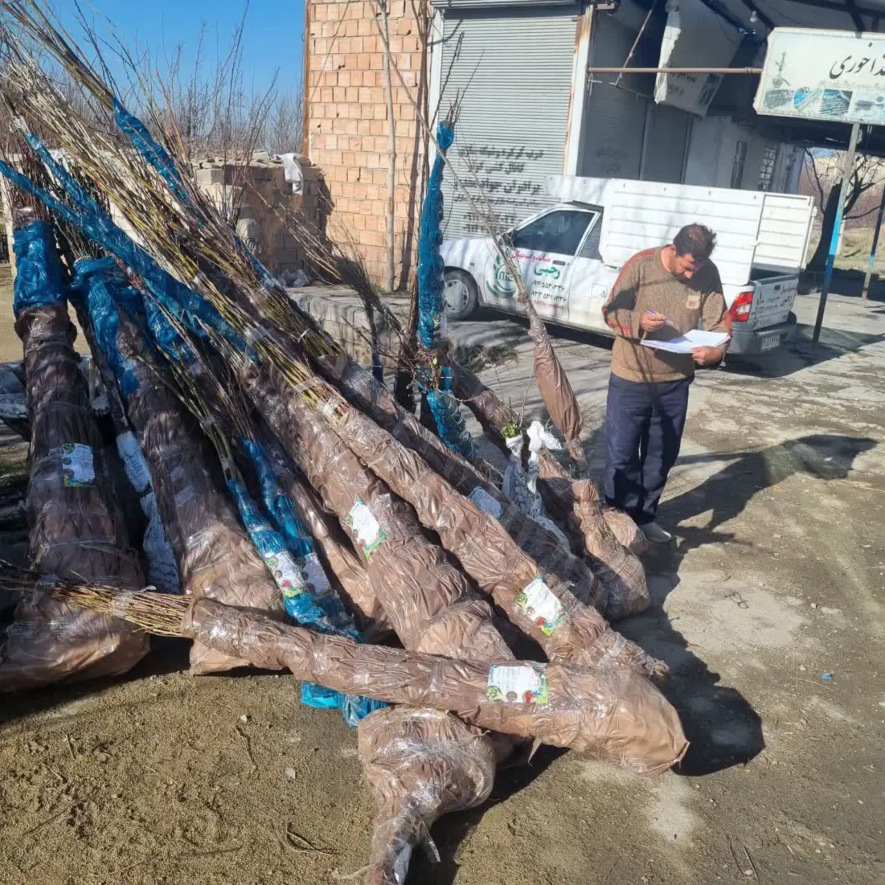 پیش فروش نهال هلو سرخابی|خدمات باغبانی و درختکاری|اردکان, |دیوار