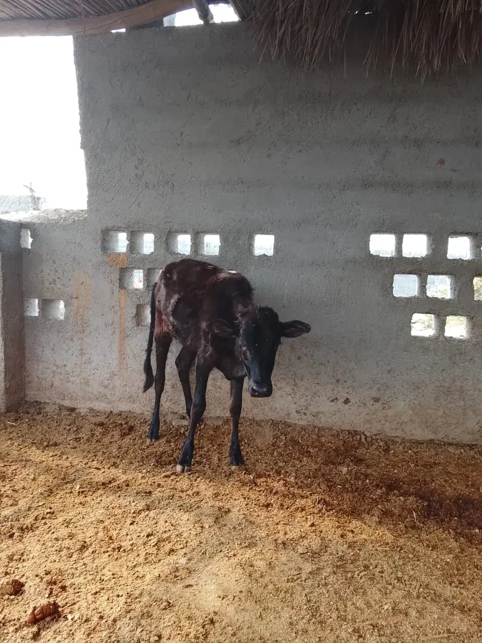 گوساله ماده با دوتا میش|حیوانات مزرعه|عسلویه, |دیوار