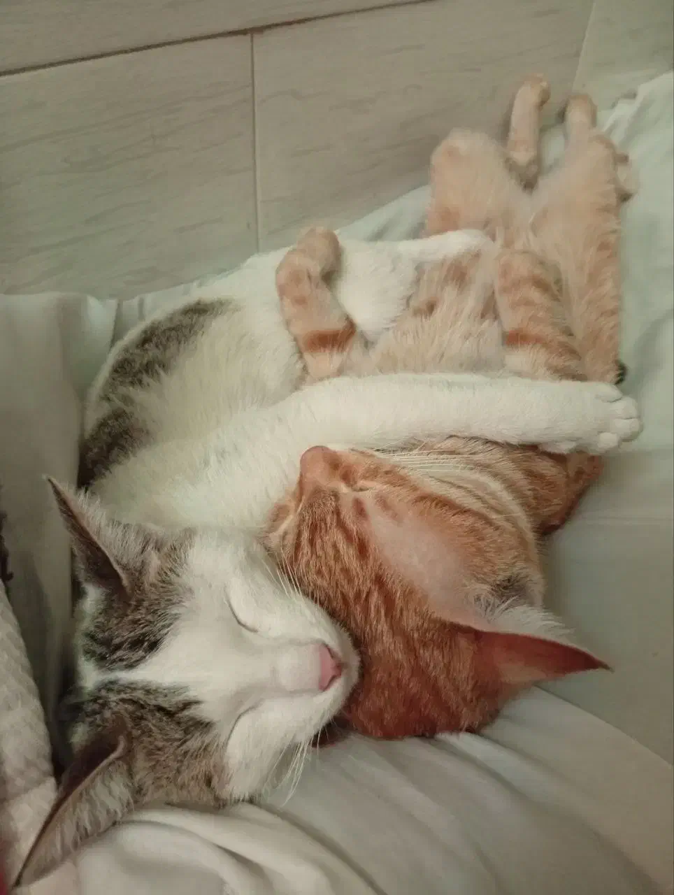 واگذاری گربه|گربه|ساوه, |دیوار