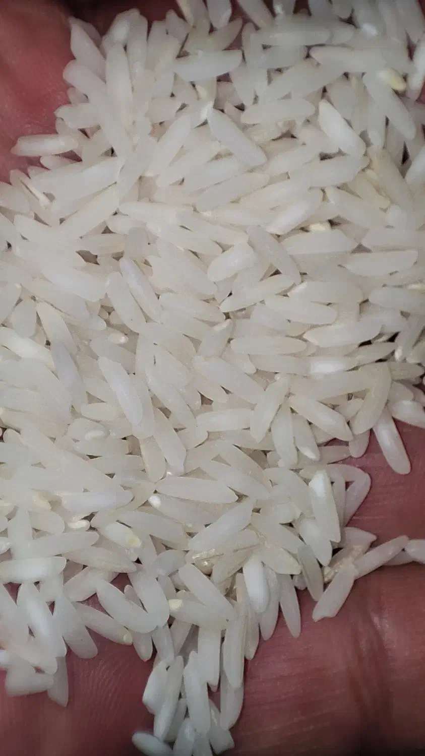برنج هاشمی ممتاز درجه یک اصل فریدونکنار|خوردنی و آشامیدنی|تهران, صفا|دیوار
