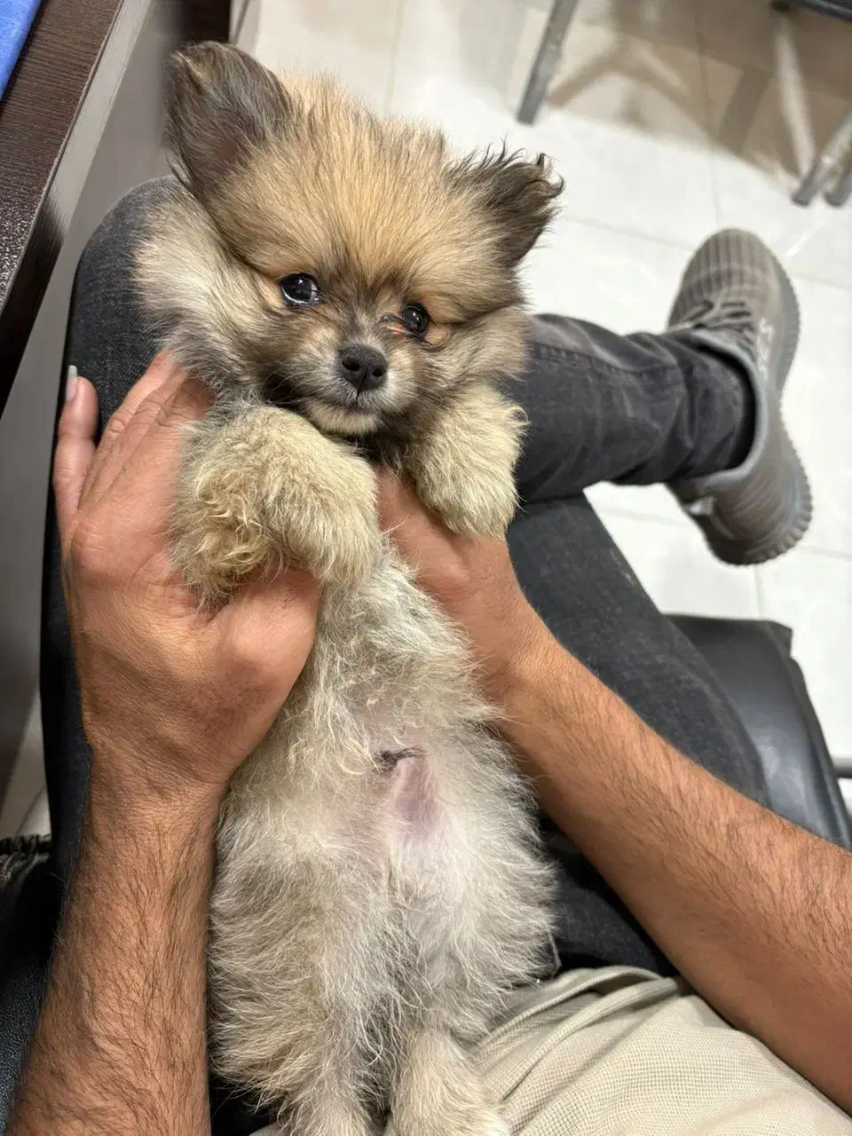 سگ نژاد پامر خرسی تاینی|سگ|یزد, |دیوار