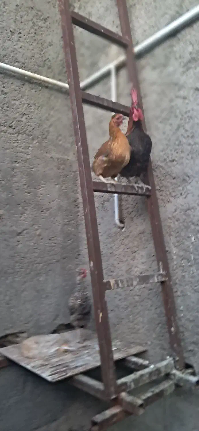 دوعدد مرغ اصیل محلی بایک عدد خروس محلی اصیل|حیوانات مزرعه|بم, |دیوار