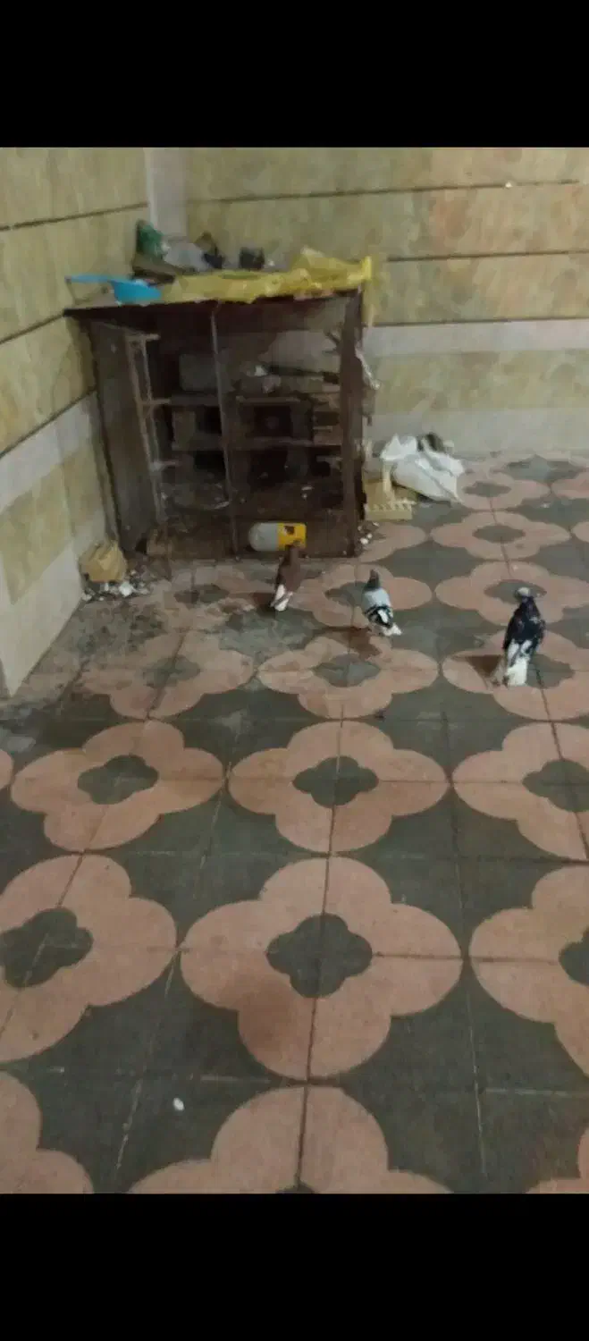 کبوتر|پرنده|برازجان, |دیوار